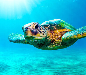 Jamaica Snorkeling Tours