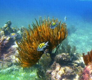 Ocho Rios Snorkeling